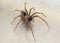 A Close-up Focus Stacked Image of a Small Long Legged Brown Spider on a  Stainless Steel Surface