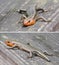 Close-up Focus Stacked Images, Side and Frontal View of a Broadheaded Skink That had Lost It\\\'s Tail to a Predator