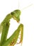 A Close-up Focus Stacked Portrait of a Female Praing Mantis Isolated on White