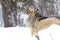 Close-up of focused alpha male wolf in the snow in beautiful winter forest