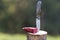 Close-up of folding pocket knife stuck vertically in tree stump and piece of sausage outdoors on dark green forest blurred copy