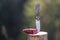 Close-up of folding pocket knife stuck vertically in tree stump and piece of sausage outdoors on dark green forest blurred copy