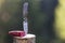 Close-up of folding pocket knife stuck vertically in tree stump and piece of sausage outdoors on dark green forest blurred copy