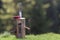 Close-up of folding pocket knife stuck vertically in tree stump and piece of sausage outdoors on dark green forest blurred copy