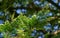 Close-up of foliage evergreen Sequoia sempervirens Coast Redwood Tree on blue bokeh