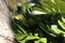 Close up of foliage of Zamia furfuracea