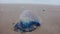 Close up footage of Atlantic Portuguese Man o' war Physalia physalis on the beach.