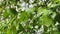 Close up footage of birch leaves in the rain, tree trunks in the background