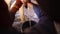 Close up footage of a cow being milked by hand into a bucket on a cattle farm in south africa