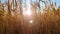 Close Up footage of Golden Ears Of Ripe Wheat Against setting Sun, camera moves very low by side of fully grown straight plants