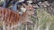 Close up footage of a Nyala Ewe feeding on brush in the kalahari region of south africa