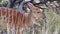 Close up footage of a Nyala Ewe feeding on brush in the kalahari region of south africa