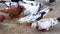 Close up footage of seeds eating domestic pigeons on the floor