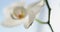 Close up footage of white orchids on sun light, a new flower, a butterfly, macro view, Phalaenopsis, Doritis, Grafia