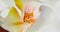 Close up footage of white orchids on sun light, a new flower, a butterfly, macro view, Phalaenopsis, Doritis, Grafia