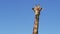 Close up footage of Wild giraffe, African giraffe.