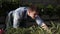 Close up footage of young man florist working in greenhouse caring for flowers. Guy in apron in a greenhouse examining