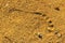 Close up of footprints on the beach