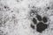 Close up footprints of a cat in the snow. Walking animals in the winter, pets and their upbringing