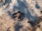 Close up of footprints of fox Vulpes vulpes in dried mud on the ground