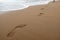 Close up of footprints in wet sand on the beach at sunset