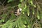 Close up of a foraging Hawfinch, Coccothraustes coccothraustes