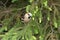 Close up of a foraging Hawfinch, Coccothraustes coccothraustes,