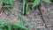 Close up of a forest floor,a black caterpillar with white dots eagerly eats a leaf that has fallen to the ground on it