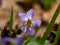 Close up of forest violet in the forest. Early spring