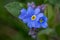 Close up of a forget-me-not flower