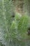 Close up form of green leaves, Albany Woolly Bush