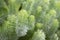 Close up form of green leaves, Albany Woolly Bush