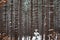 Close up of a forrest of pine trees after a snow storm