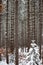 Close up of a forrest of pine trees after a snow storm, vertical