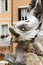 Close up of Fountain of the Pantheon Fontana del Pantheon at Piazza della Rotonda .. Rome,