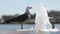 Close-up of a fountain with running water and a seagull drinking from it