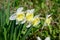 Close up of four delicate yellow daffodil flowers in full bloom with blurred green grass, in a sunny spring garden, beautiful outd