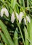 Close-up of Four Flowering Snowdrops