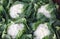 Close-up of four fresh white cauliflowers