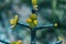 Close-up of four green succulent leaves of portulacaria afra