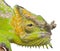 Close-up of Four-horned Chameleon