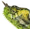 Close-up of Four-horned Chameleon, Chamaeleo