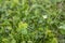 Close-up of four-leaf clover, symbol of good luck