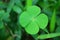 Close-up of Four-leaf Water Clover or Clover Fern, Blurred Background