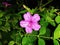 Close up of four o`clock or Mirabilis jalapa