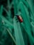 Close-up of a four-spot leaf beetle (Clytra quadripunctata) perched atop a green stem