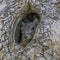 Close up of Fox Squirrel Peeking out of a Tree Hole