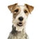 Close-up of a Fox terrier facing, panting, isolated