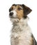 Close-up of a Fox Terrier looking up, 1 year old