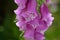 Close-up foxglove - Digitalis purpurea.